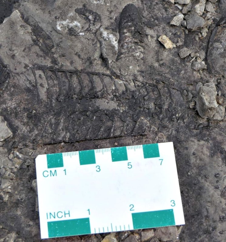 Fossil  (Nautiloid)