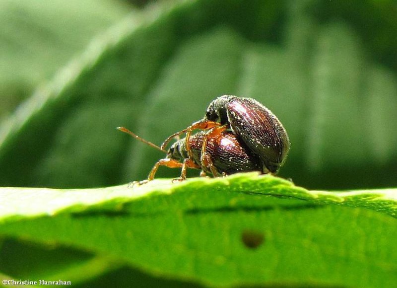 Brown leaf weevil  (<em>Phyllobius oblongus</em>)