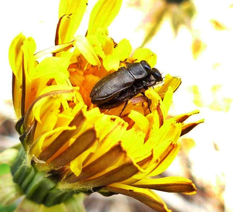 Dandelion anthaxia beetles  (Anthaxia inornata)