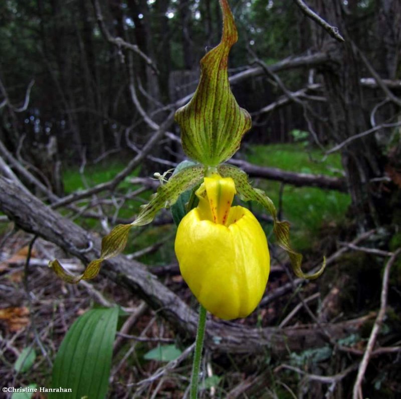 Yellow ladyslipper orchid  (Cypripedium parviflorum)