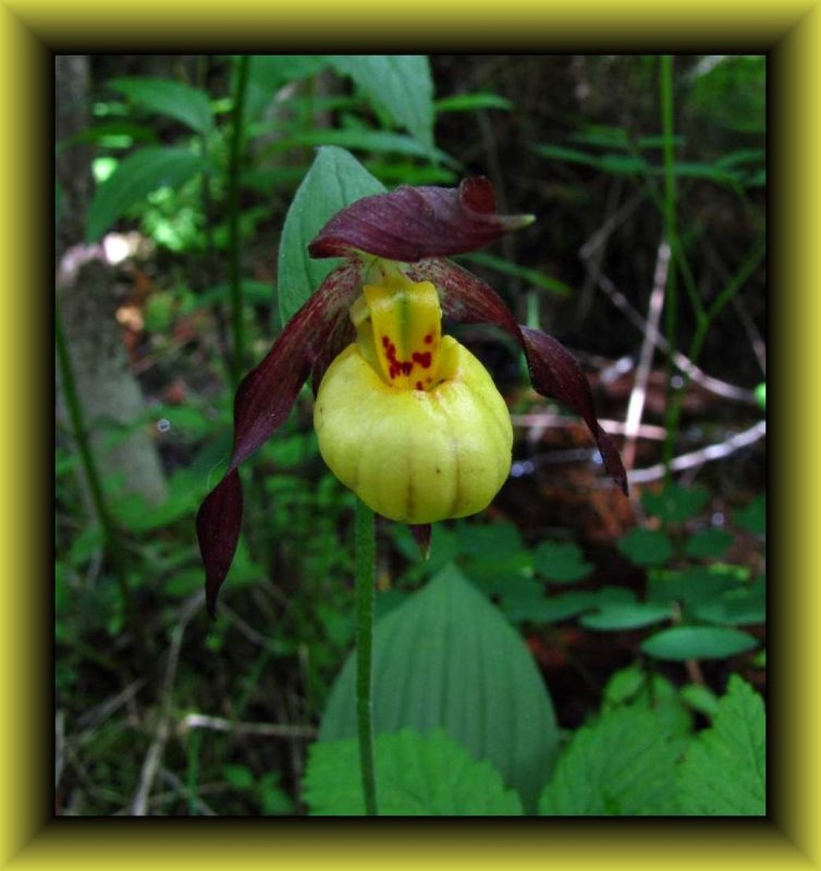 Small yellow ladyslipper orchid (Cypripedium parviflorum var. makasin)