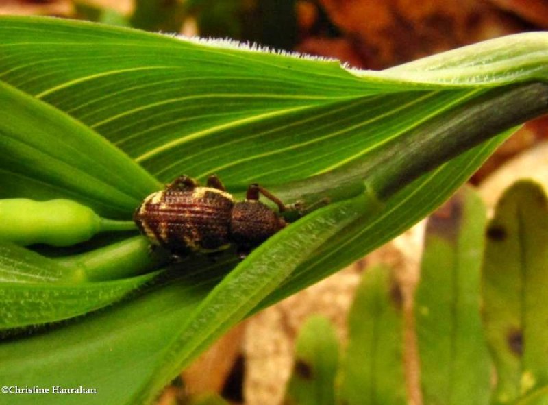 Lily weevil  (Hormorus undulatus)