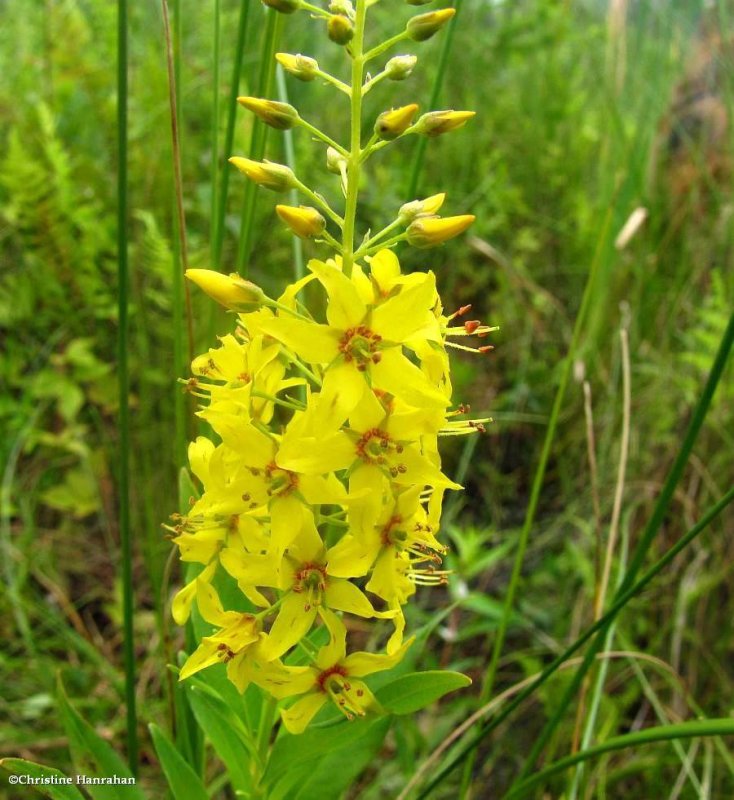 Swamp candles (Lysimachia terrestris)