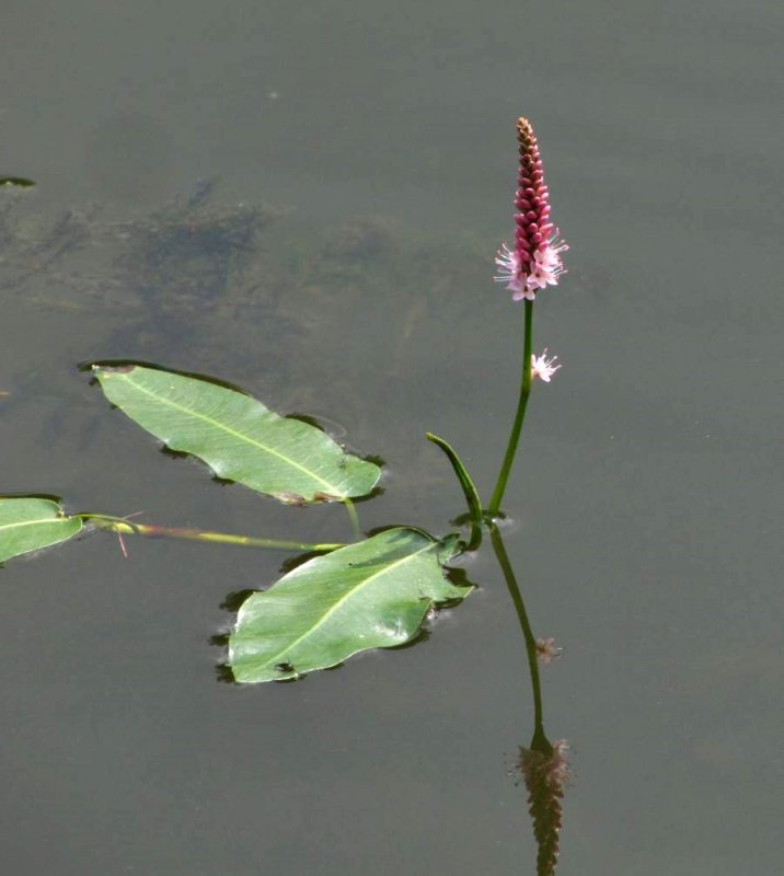 Water smartweed  (Persicaria amphibia)