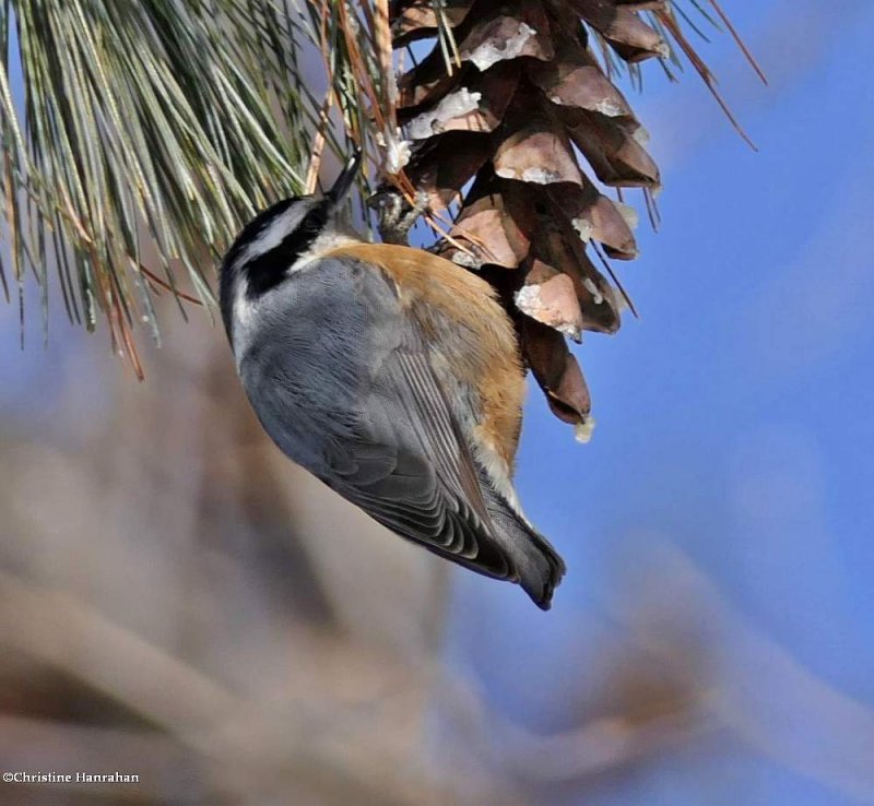 Red-breasted nuthatch