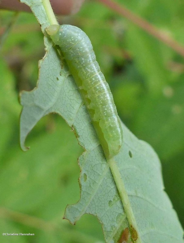 Dark marathyssa moth caterpillar (Marathyssa inficita), #8955