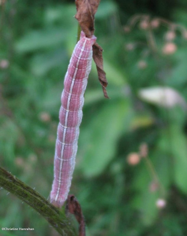 Cucullia moth caterpillar (Cucullia postera)