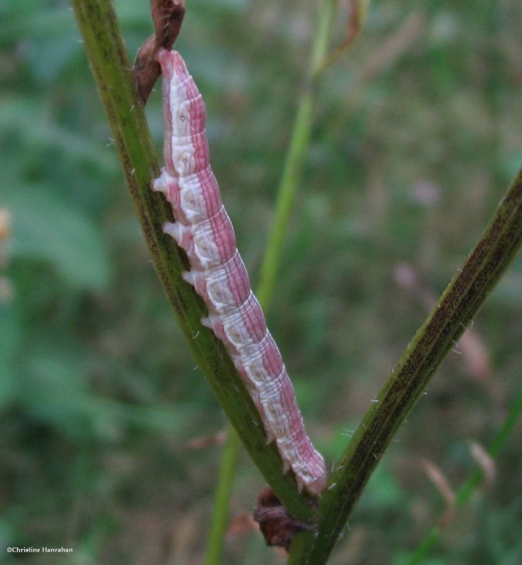 Cucullia moth caterpillar (<em>Cucullia postera</em>)