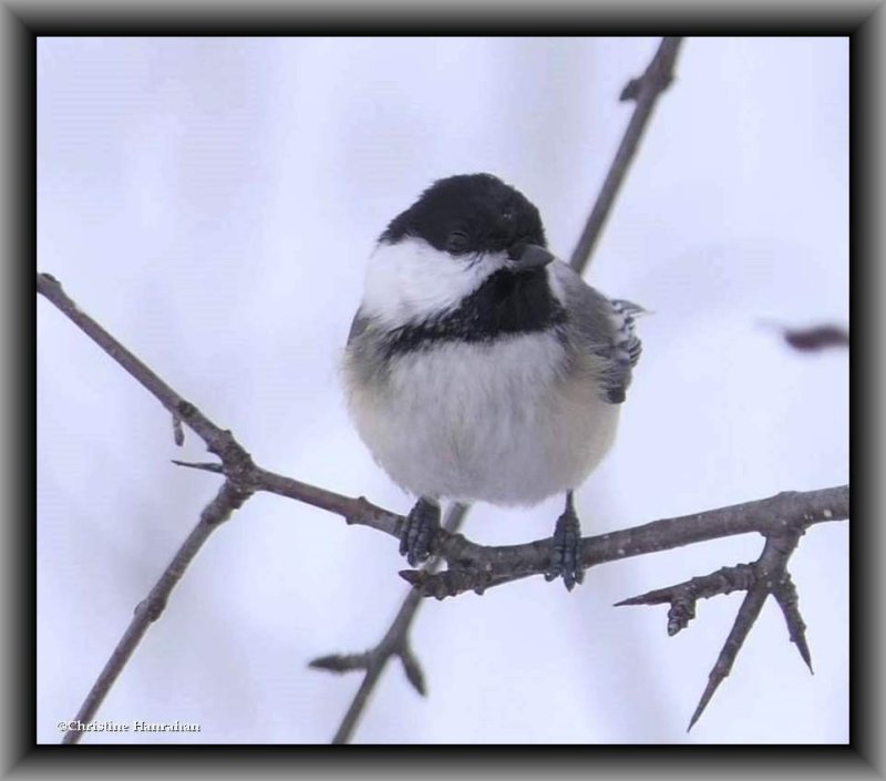 Black-capped chickadee