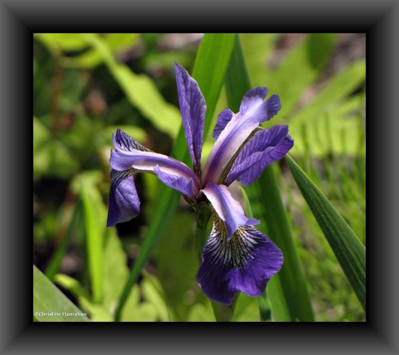 Blue flag iris (Iris versicolor)