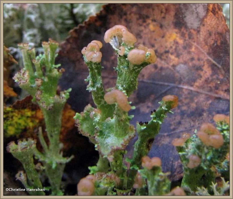 Lichen (Cladonia)