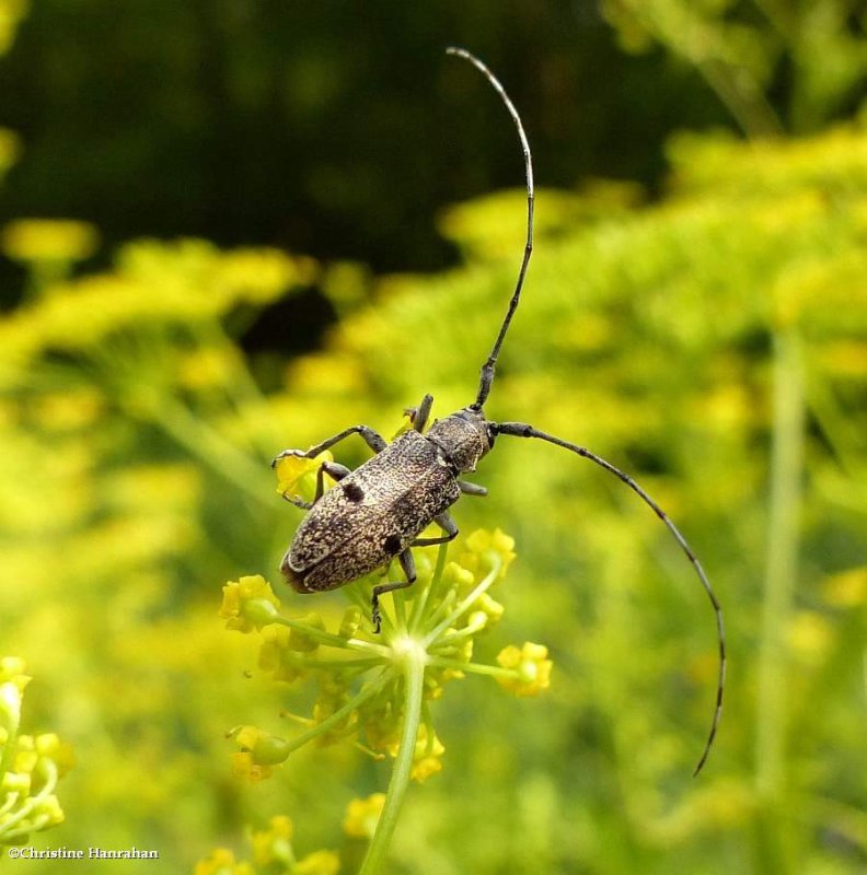 Long-horned beetle  (Microgoes oculata)