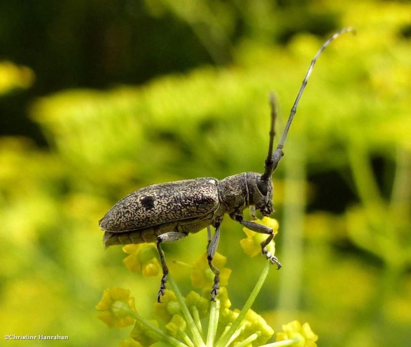 Long-horned beetle  (Microgoes oculata)