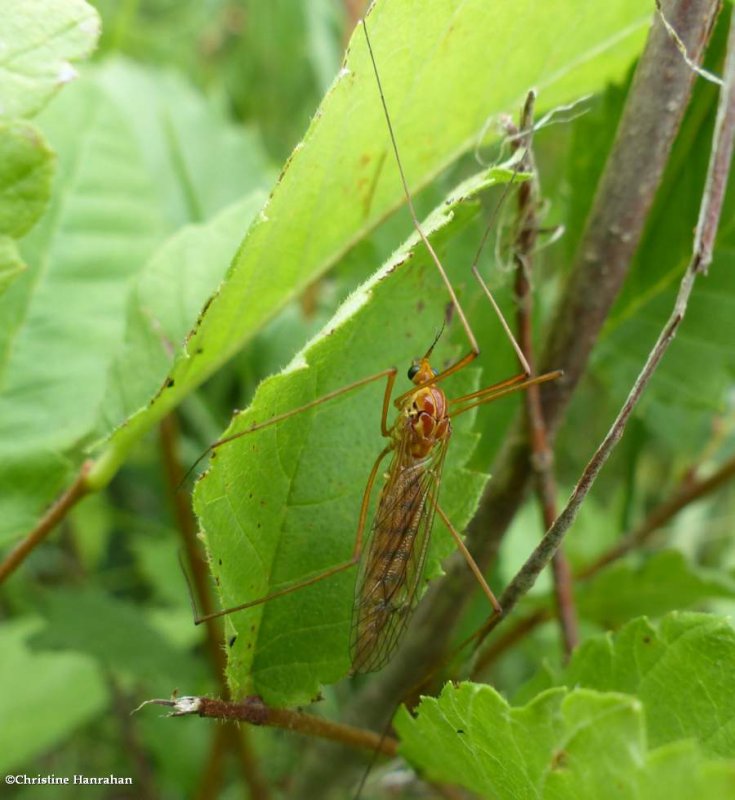 Tiger crane fly (Nephrotoma sp.)