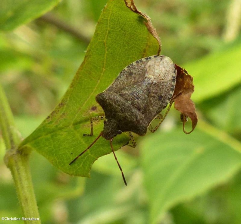 Stinkbug (<em>Euschistus tristigmus</em>)