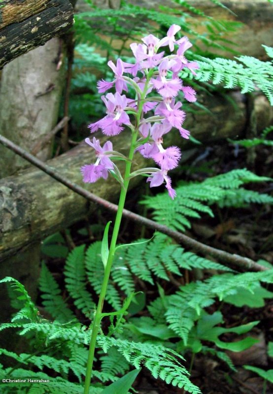 Greater purple fringed orchid (Platanthera grandifolia)