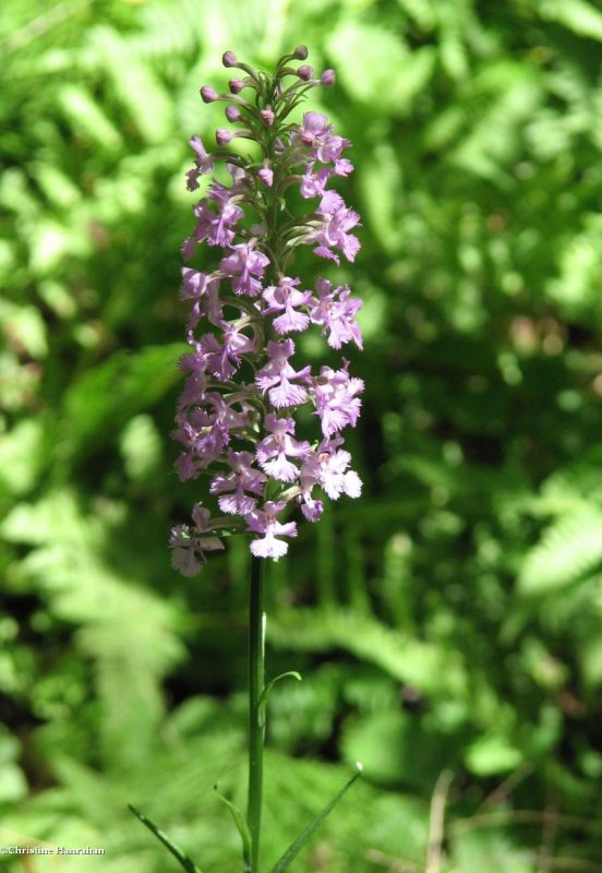 Lesser purple fringed orchid (Platanthera psycodes)