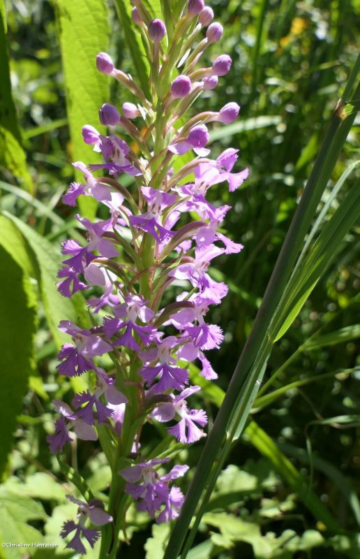 Lesser purple fringed orchid (Platanthera psycodes)