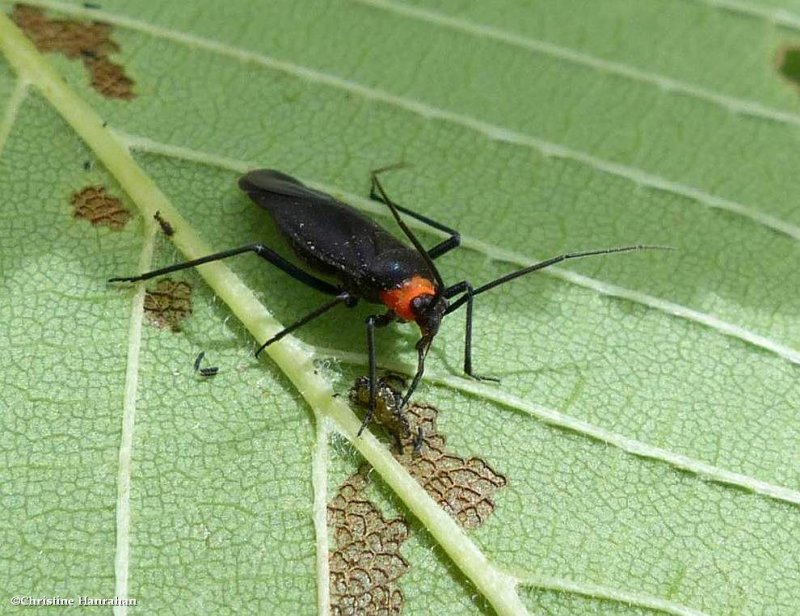 Plant bug (Prepops  sp.)