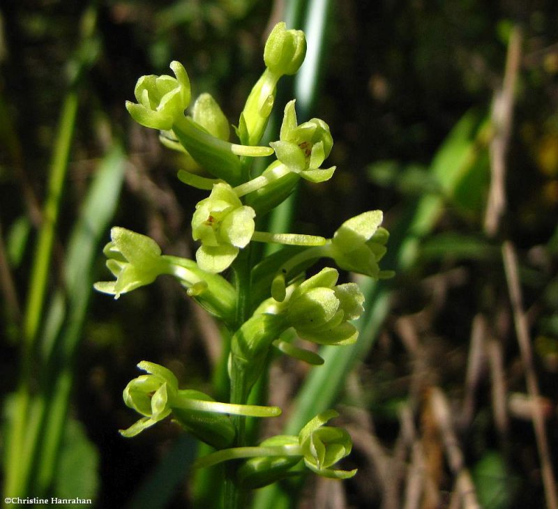 Small green wood orchid (Platanthera clavellata)