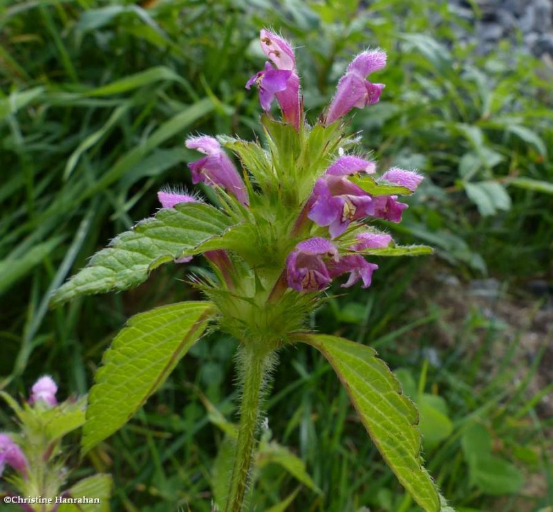 Common hemp-nettle (Galeopsis tetrahit)
