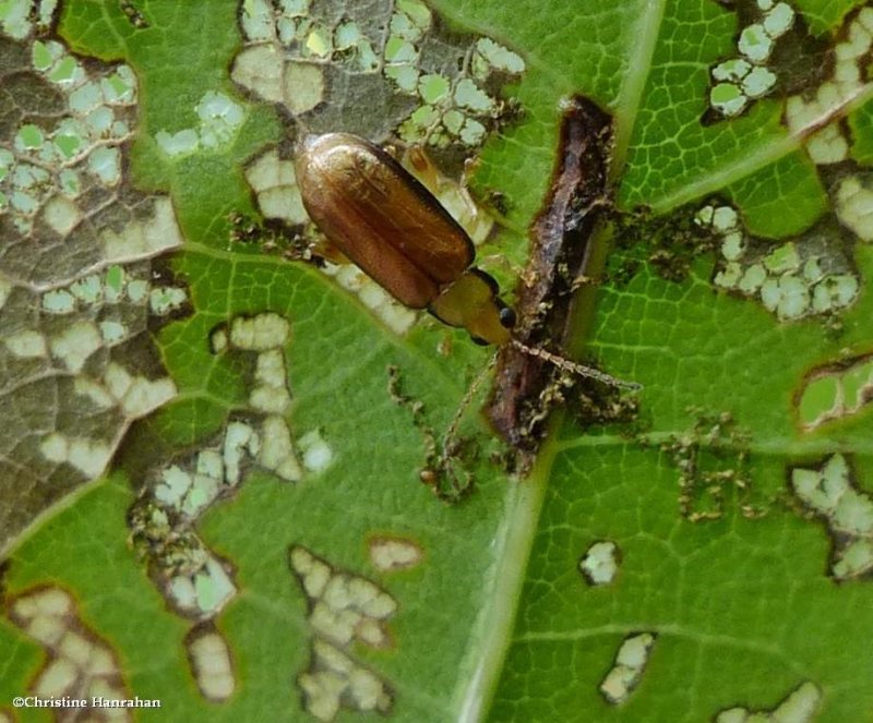 Margined systena beetle (<em>Systena marginalis</em>)