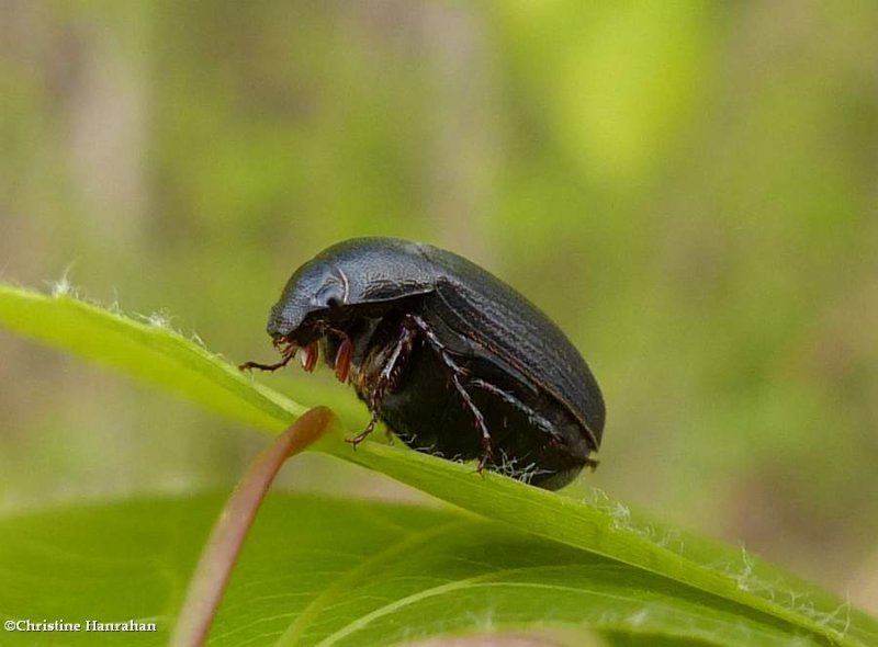 Scarab beetle (Serica sp.)