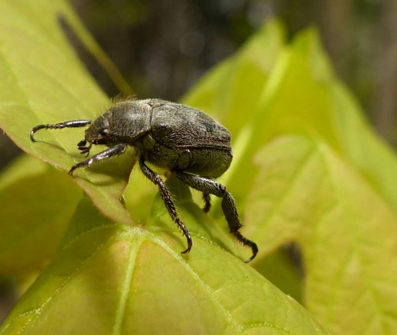 Scarab beetle (Hoplia trifasciata)