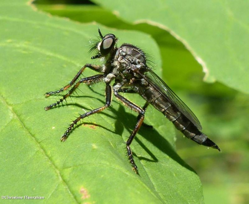 Robber fly (Machimus notatus)