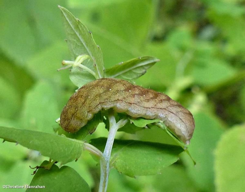 American angle shades moth caterpillar (Euplexia benesimilis), #9545