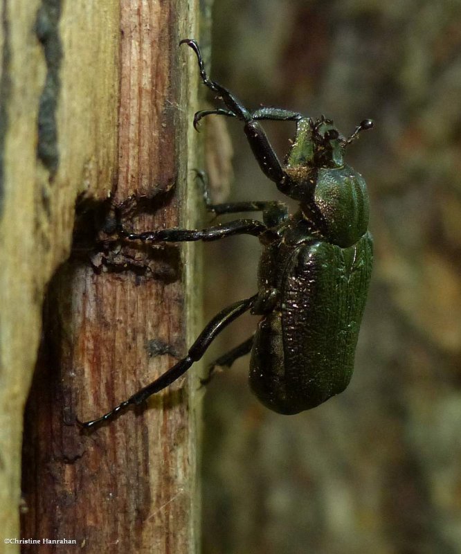 Scarab beetle (Osmoderma scabra)
