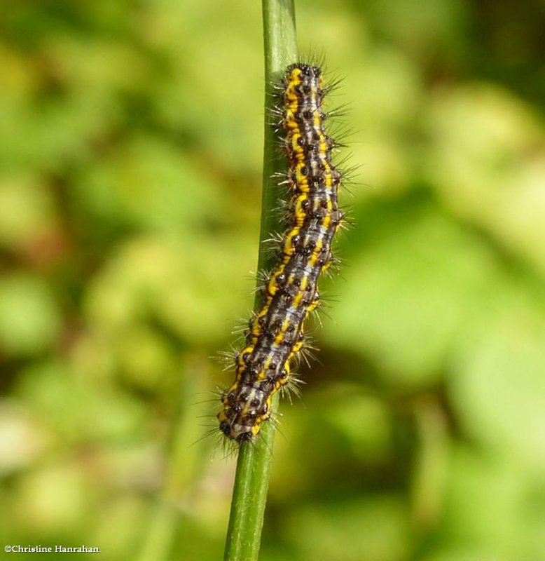 The neighbour moth caterpillar  (<em>Haploa contigua</em>), #8110