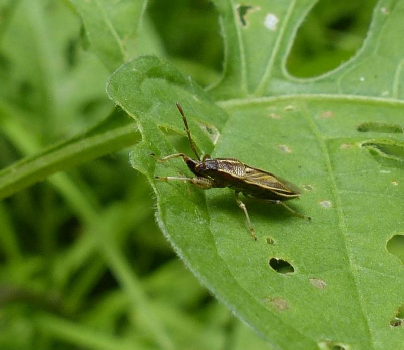 True Bugs  (Family: Pachygronthidae)