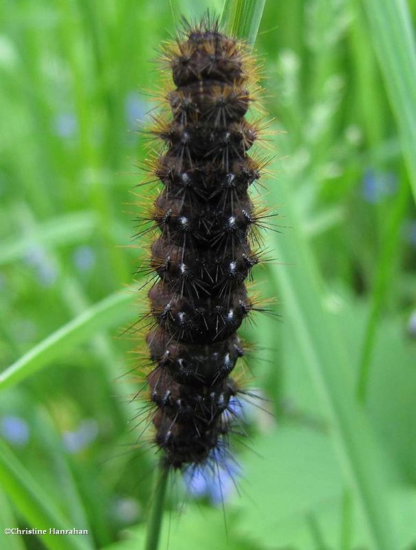 Tiger moth caterpillar (Apantesis sp.)