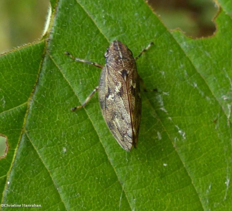Pine spittlebug   (Aphrophora cribrata)
