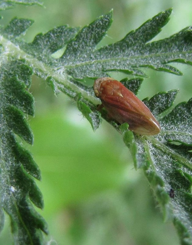 Meadow spittlebug  (Philaenus spumarius)