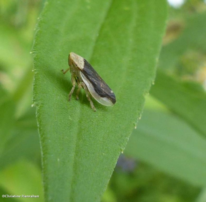 Meadow spittlebug  (Philaenus spumarius)
