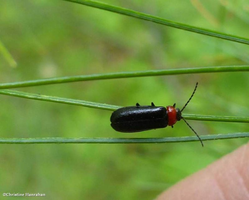 Soldier beetle (Silis sp.)
