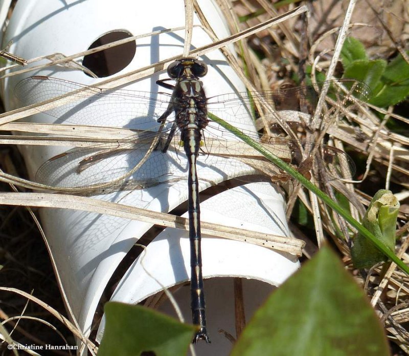 Dusky clubtail (Phanogomphus spicatus)