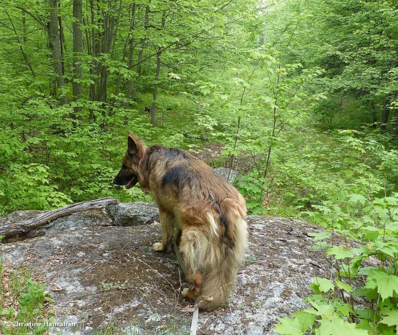 In her element:  Sasha in the woods