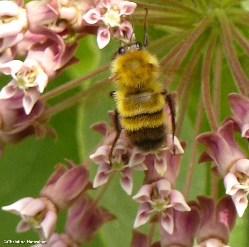 Perplexing bumble bee (Bombus perplexus)