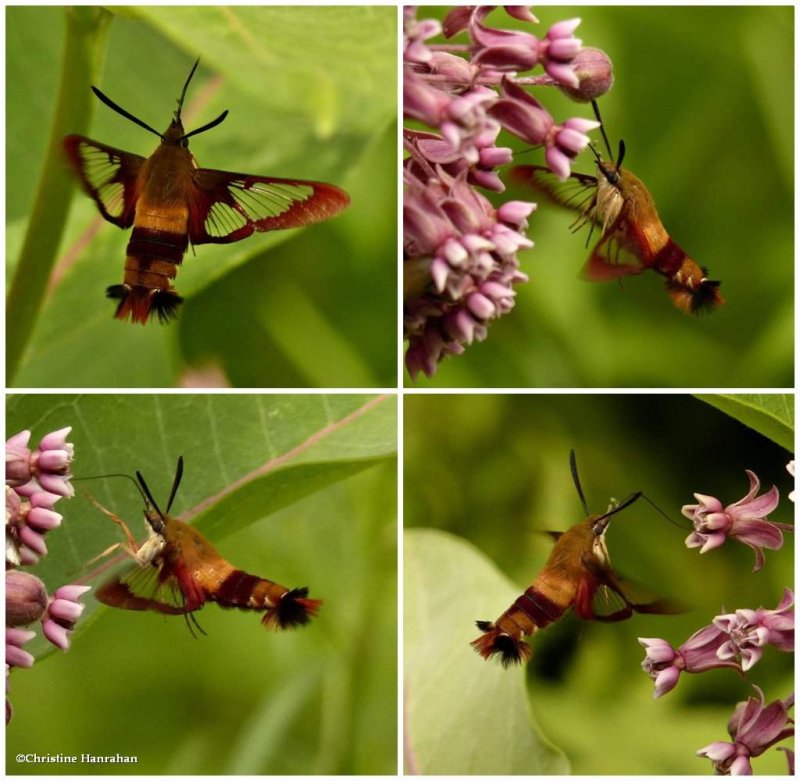 Hummingbird moth (<em>Hemaris thysbe</em>), #7853