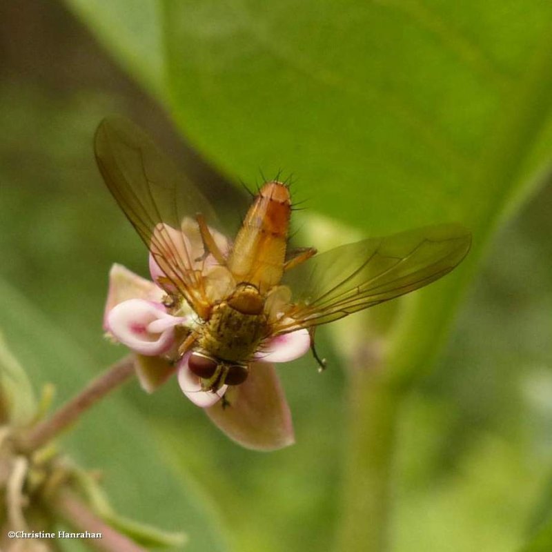 Tachinid flies (Tribe: Leskiini)