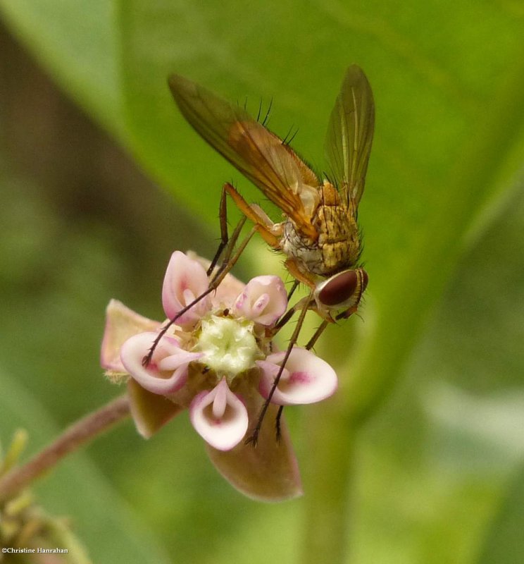 Tachinid flies (Tribe: Leskiini)