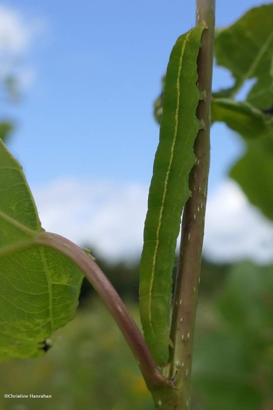 The herald moth caterpillar  (Scoliopteryx libatrix), #8555