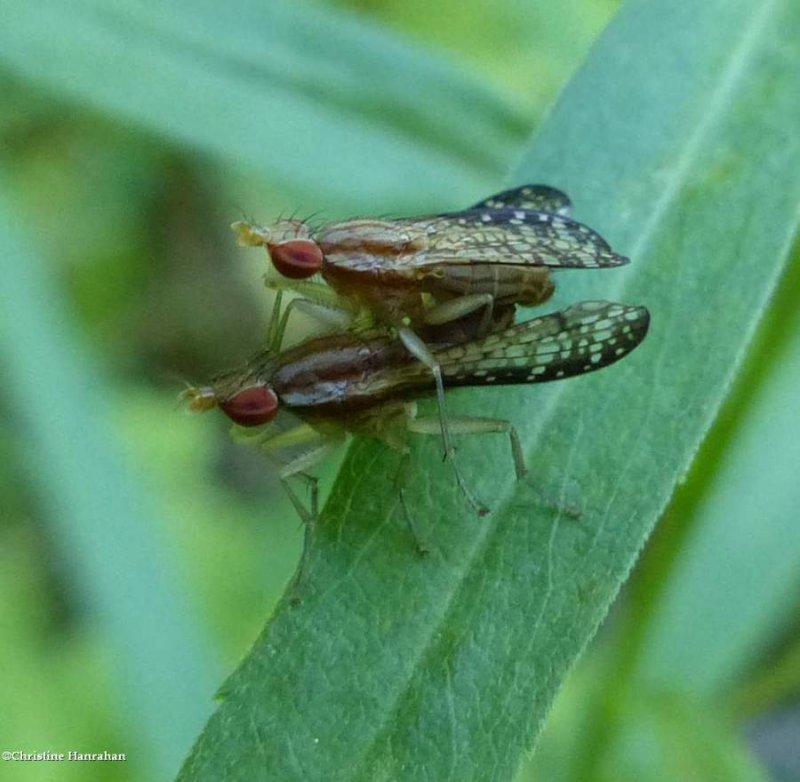 Marsh Flies (tribe: tetanocerini)