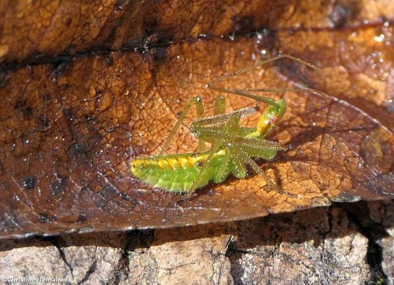 Assassin bug (Zelus luridus), nymph
