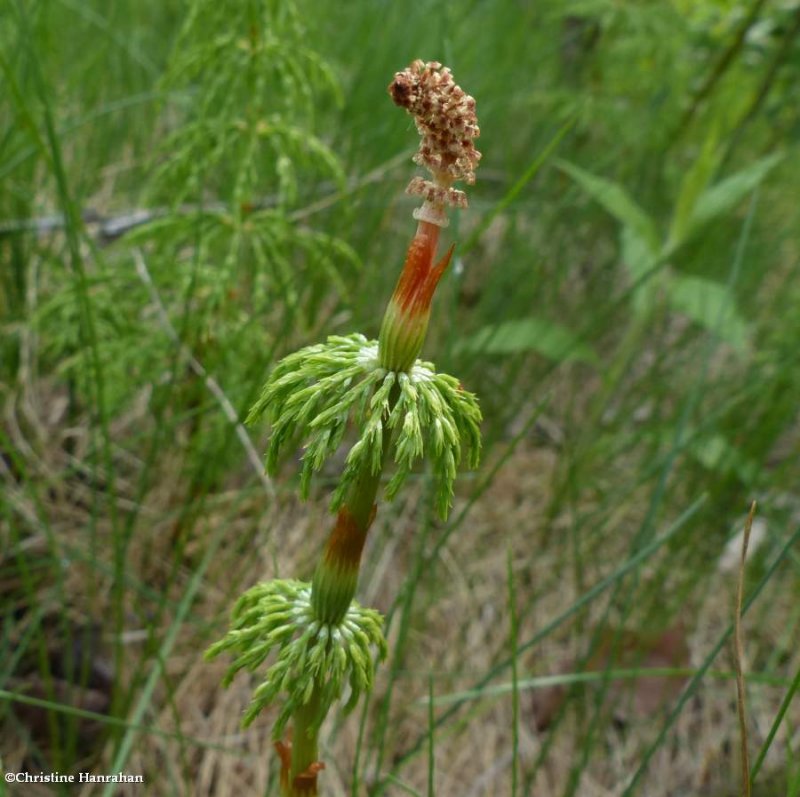 Woodland horsetail (Equisetum sylvaticum)