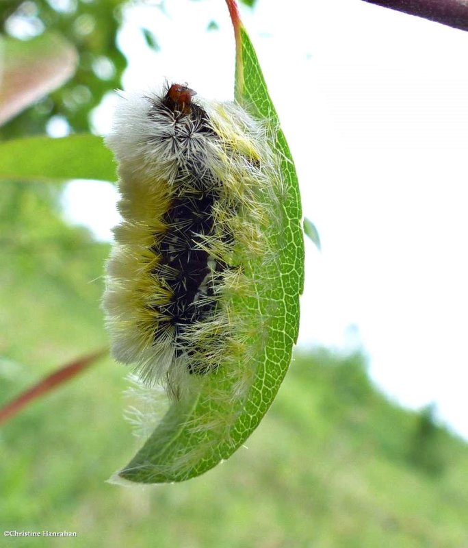 Virginia ctenucha moth caterpillar forming cocoon