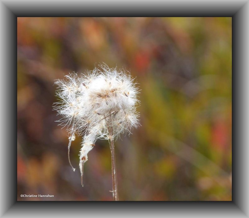 Cottongrass   (Eriophorom)